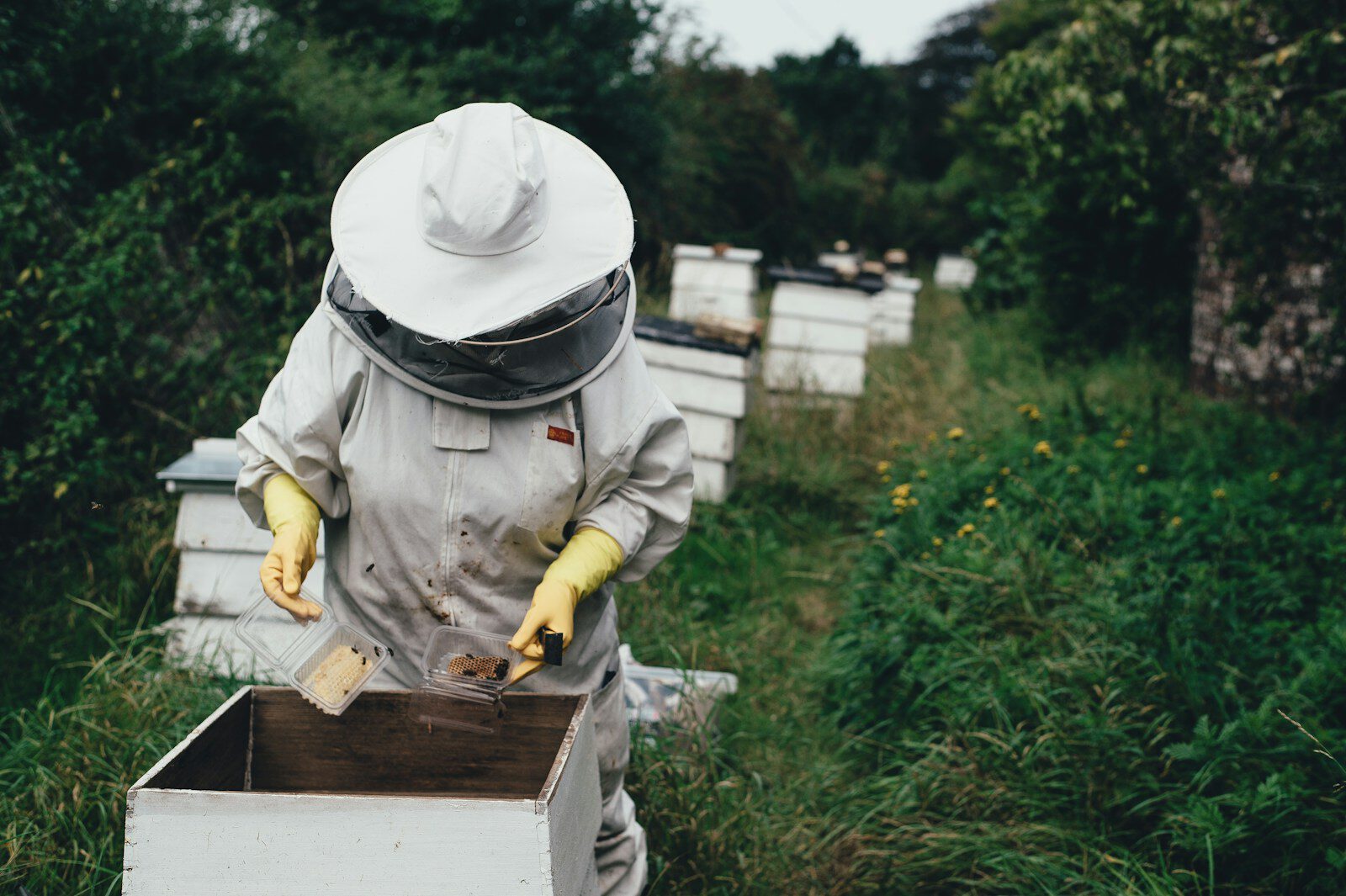 Imker im Schutzanzug an den Bienenstöcken