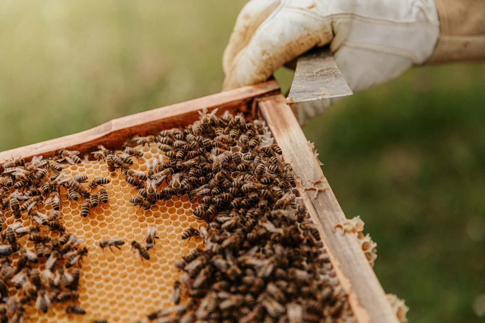 Hände öffnen einen Wabenrahmen mit Bienen